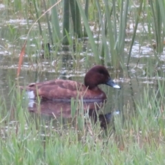 Aythya australis at Fyshwick, ACT - 9 Feb 2021