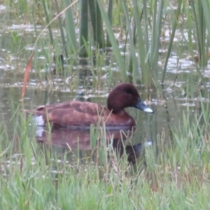 Aythya australis at Fyshwick, ACT - 9 Feb 2021