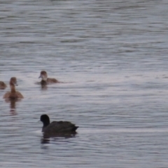 Aythya australis at Fyshwick, ACT - 9 Feb 2021