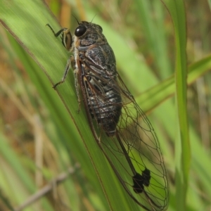 Galanga labeculata at Conder, ACT - 29 Dec 2020