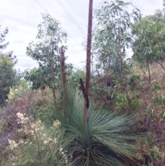 Xanthorrhoea glauca subsp. angustifolia (Grey Grass-tree) at Coree, ACT - 4 Feb 2021 by NickiTaws