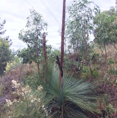 Xanthorrhoea glauca subsp. angustifolia (Grey Grass-tree) at Coree, ACT - 4 Feb 2021 by NickiTaws