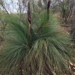 Xanthorrhoea glauca subsp. angustifolia (Grey Grass-tree) at Cotter Reservoir - 4 Feb 2021 by NickiTaws