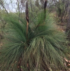 Xanthorrhoea glauca subsp. angustifolia (Grey Grass-tree) at Coree, ACT - 5 Feb 2021 by NickiTaws