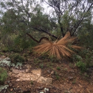 Xanthorrhoea glauca subsp. angustifolia at Coree, ACT - 5 Feb 2021