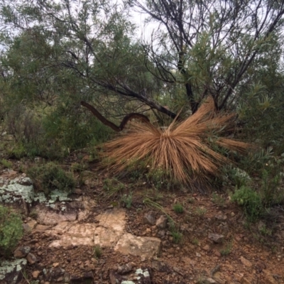 Xanthorrhoea glauca subsp. angustifolia (Grey Grass-tree) at Lower Cotter Catchment - 4 Feb 2021 by NickiTaws