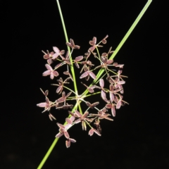 Cyperus concinnus (Trim Flat-sedge) at Gordon, ACT - 30 Dec 2020 by MichaelBedingfield