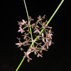 Cyperus concinnus (Trim Flat-sedge) at Gordon, ACT - 30 Dec 2020 by michaelb