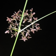 Cyperus concinnus at Gordon, ACT - 30 Dec 2020 10:16 PM