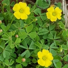 Oxalis sp. (Wood Sorrel) at The Fair, Watson - 8 Feb 2021 by MAX