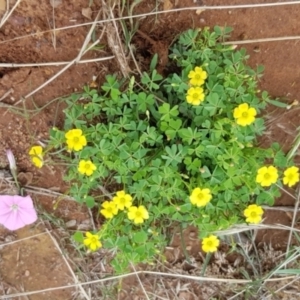 Oxalis sp. at Watson, ACT - 8 Feb 2021 01:02 PM