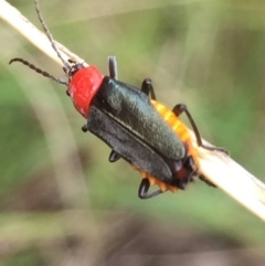 Chauliognathus tricolor at Aranda, ACT - 10 Feb 2021