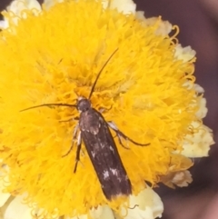 Eretmocera (genus) (Scythrididae family) at Aranda, ACT - 10 Feb 2021 by Jubeyjubes