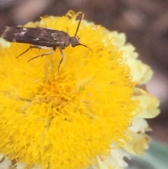 Eretmocera (genus) (Scythrididae family) at Aranda, ACT - 10 Feb 2021 12:57 PM