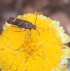 Eretmocera (genus) (Scythrididae family) at Aranda, ACT - 10 Feb 2021 12:57 PM