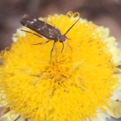 Eretmocera (genus) (Scythrididae family) at Aranda, ACT - 10 Feb 2021 12:57 PM