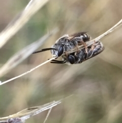 Lasioglossum (Chilalictus) sp. (genus & subgenus) (Halictid bee) at Aranda, ACT - 10 Feb 2021 by Jubeyjubes