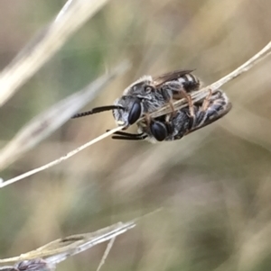 Lasioglossum (Chilalictus) sp. (genus & subgenus) at Aranda, ACT - 10 Feb 2021