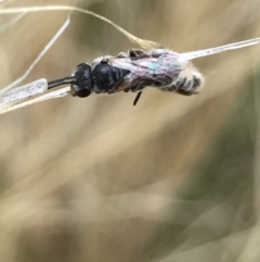 Lasioglossum (Chilalictus) sp. (genus & subgenus) at Aranda, ACT - 10 Feb 2021