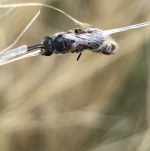 Lasioglossum (Chilalictus) sp. (genus & subgenus) at Aranda, ACT - 10 Feb 2021 12:23 PM