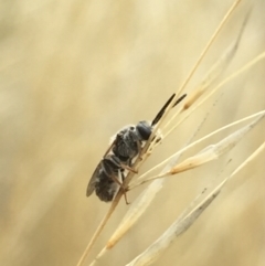 Lasioglossum (Chilalictus) sp. (genus & subgenus) at Aranda, ACT - 10 Feb 2021 12:23 PM