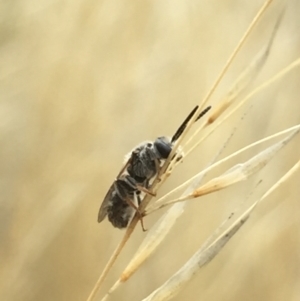 Lasioglossum (Chilalictus) sp. (genus & subgenus) at Aranda, ACT - 10 Feb 2021 12:23 PM