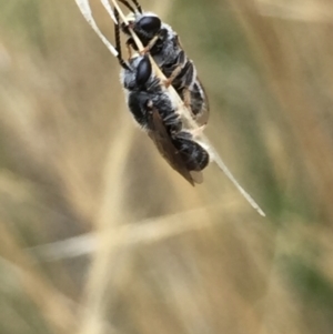 Lasioglossum (Chilalictus) sp. (genus & subgenus) at Aranda, ACT - 10 Feb 2021 12:23 PM