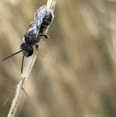 Lasioglossum (Chilalictus) sp. (genus & subgenus) at Aranda, ACT - 10 Feb 2021 12:23 PM