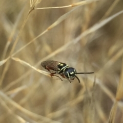 Tiphiidae (family) (Unidentified Smooth flower wasp) at Aranda, ACT - 10 Feb 2021 by Jubeyjubes