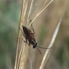 Tiphiidae (family) at Aranda, ACT - 10 Feb 2021 12:20 PM