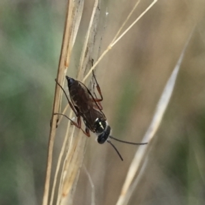 Tiphiidae (family) at Aranda, ACT - 10 Feb 2021