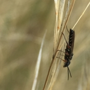 Tiphiidae (family) at Aranda, ACT - 10 Feb 2021