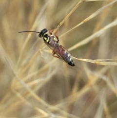 Tiphiidae (family) at Aranda, ACT - 10 Feb 2021 12:20 PM