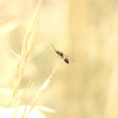 Formicidae (family) (Unidentified ant) at Aranda, ACT - 10 Feb 2021 by Jubeyjubes