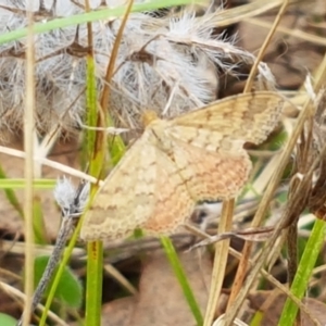 Scopula rubraria at Watson, ACT - 10 Feb 2021 02:21 PM