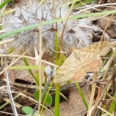 Scopula rubraria at Watson, ACT - 10 Feb 2021 02:21 PM