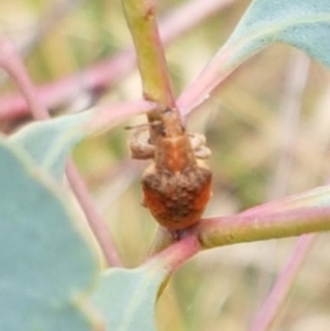 Gonipterus sp. (genus) at Watson, ACT - 10 Feb 2021