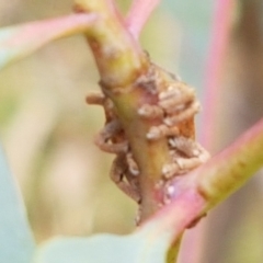 Gonipterus sp. (genus) at Watson, ACT - 10 Feb 2021