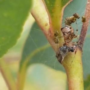 Cryptachaea gigantipes at Watson, ACT - 10 Feb 2021