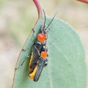 Chauliognathus tricolor at Watson, ACT - 10 Feb 2021