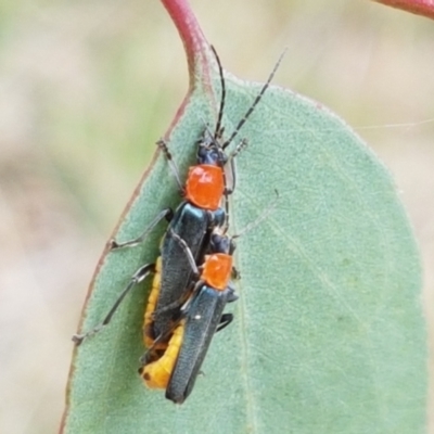 Chauliognathus tricolor (Tricolor soldier beetle) at Watson Woodlands - 10 Feb 2021 by trevorpreston