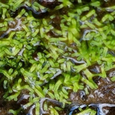 Riccia multifida (A liverwort) at Watson Woodlands - 10 Feb 2021 by trevorpreston