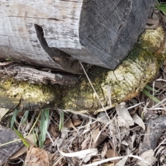 Phellinus sp. (non-resupinate) at Watson Woodlands - 10 Feb 2021 by trevorpreston