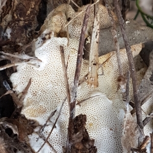 zz Polypore (shelf/hoof-like) at Watson, ACT - 10 Feb 2021 02:34 PM