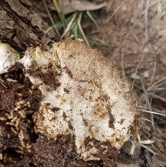 zz Polypore (shelf/hoof-like) at Watson, ACT - 10 Feb 2021 02:34 PM