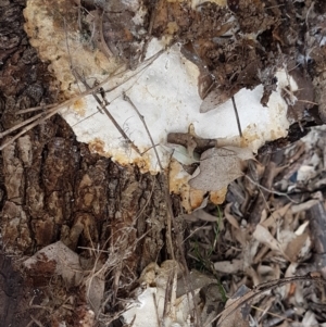 zz Polypore (shelf/hoof-like) at Watson, ACT - 10 Feb 2021 02:34 PM