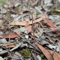 Corunastylis clivicola (Rufous midge orchid) at Cook, ACT - 5 Feb 2021 by CathB