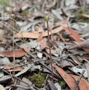 Corunastylis clivicola at Cook, ACT - suppressed