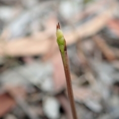 Corunastylis clivicola at Cook, ACT - suppressed