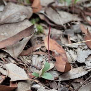 Corunastylis clivicola at Cook, ACT - suppressed